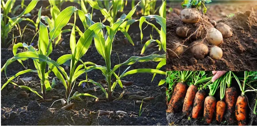 03 Sodium Humate Powder Agricultural Soil Conditioner & Animal Feed Additive-apply