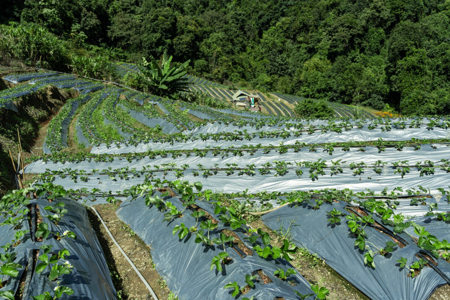 Amélioration de la productivité agricole et de la santé des cultures grâce au dichloroisocyanurate de sodium.png