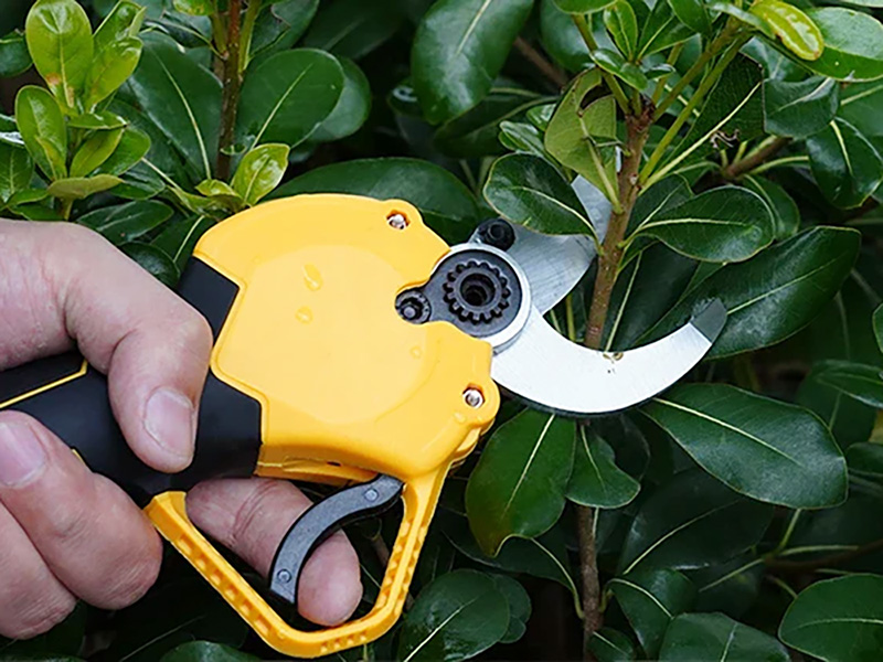 Which plants do well with electric pruning shears?