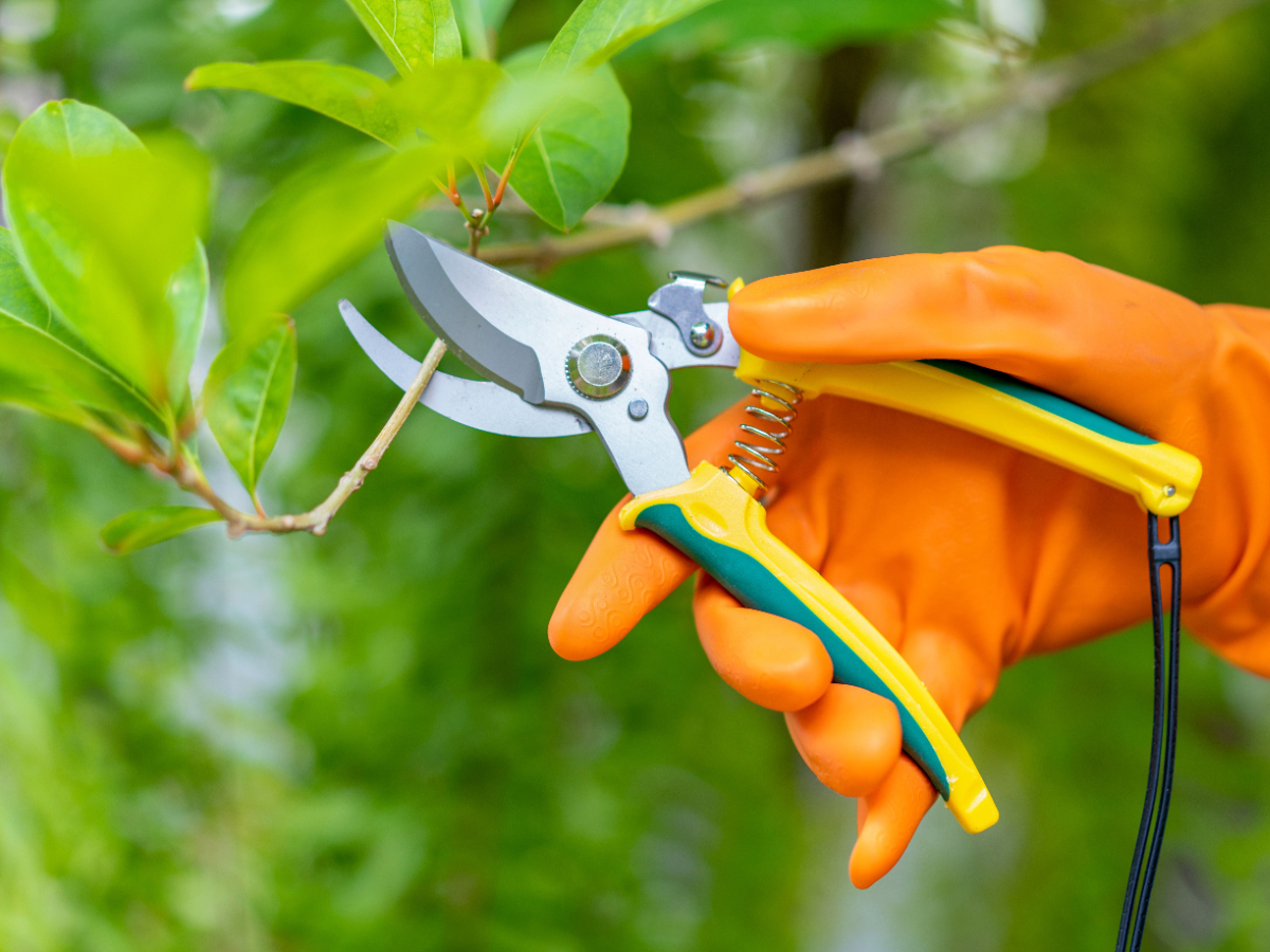 Which types of plants are suitable for pruning with manual pruning shears?