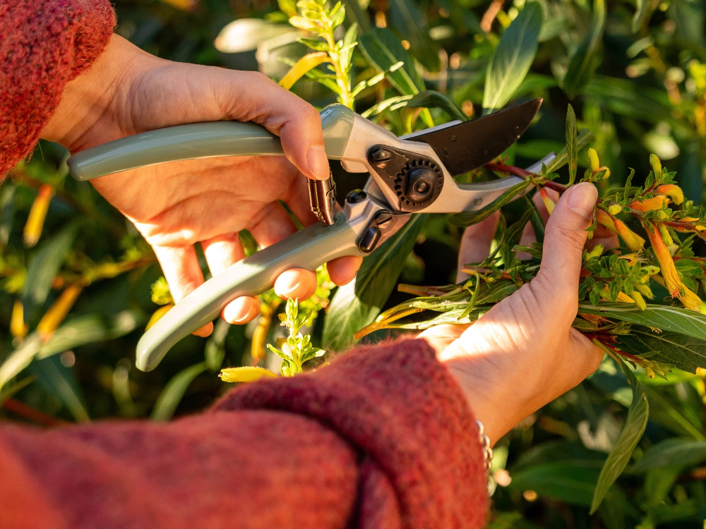 What is the difference between pruners and shears?