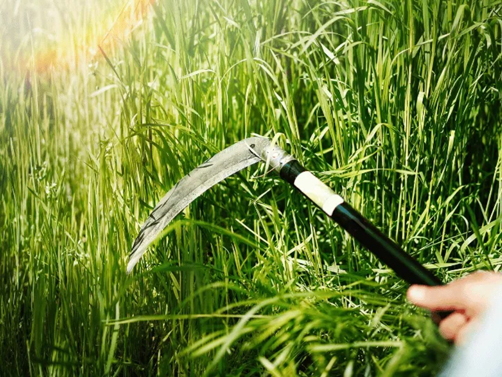 Can a sickle be used for weeding?