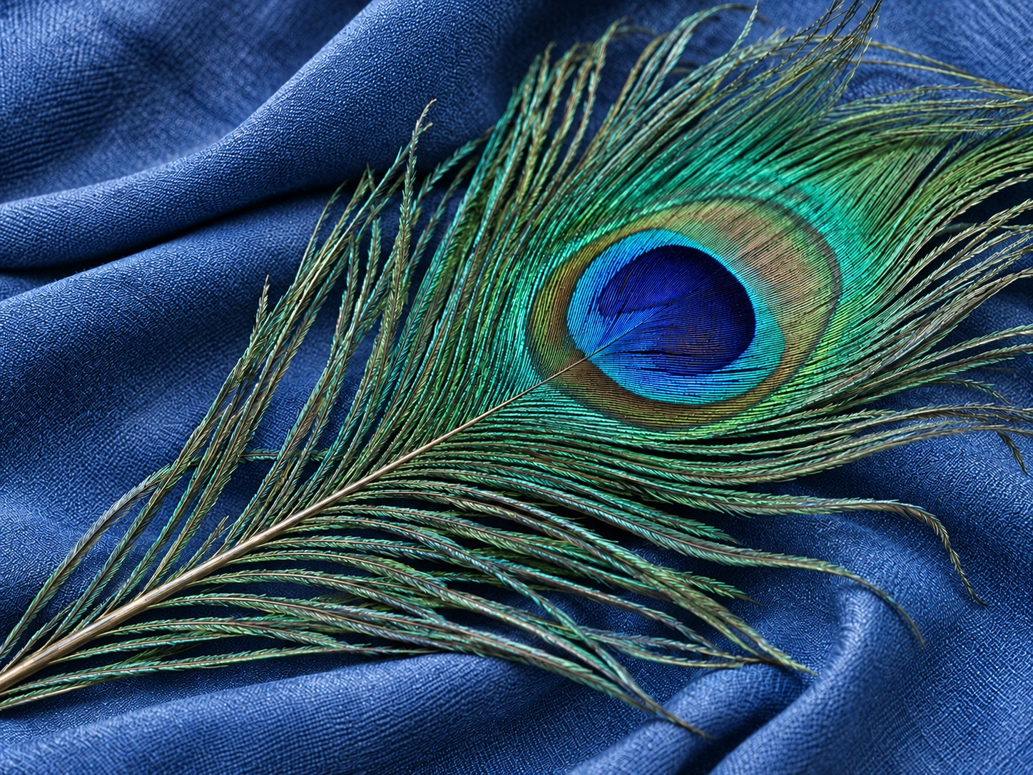 Peacock Feather On Navy Fabric