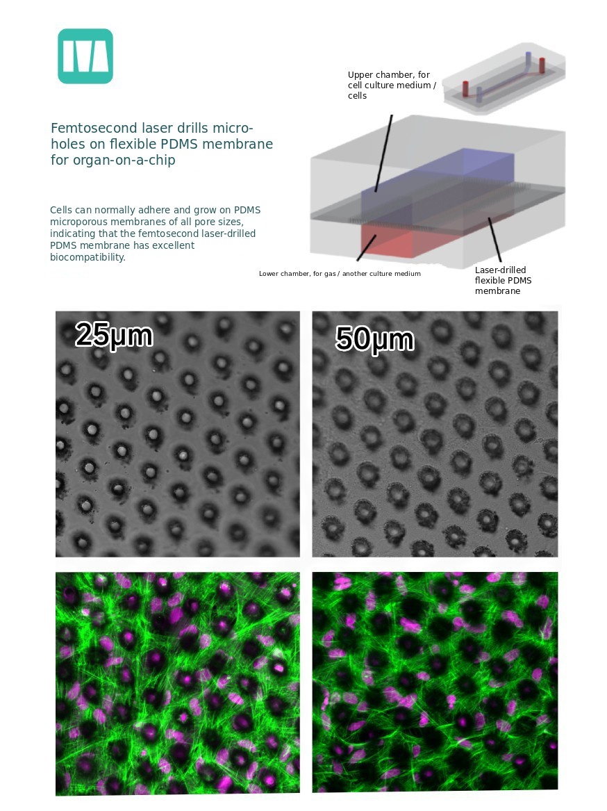 Pembuatan organ-on-a-chip