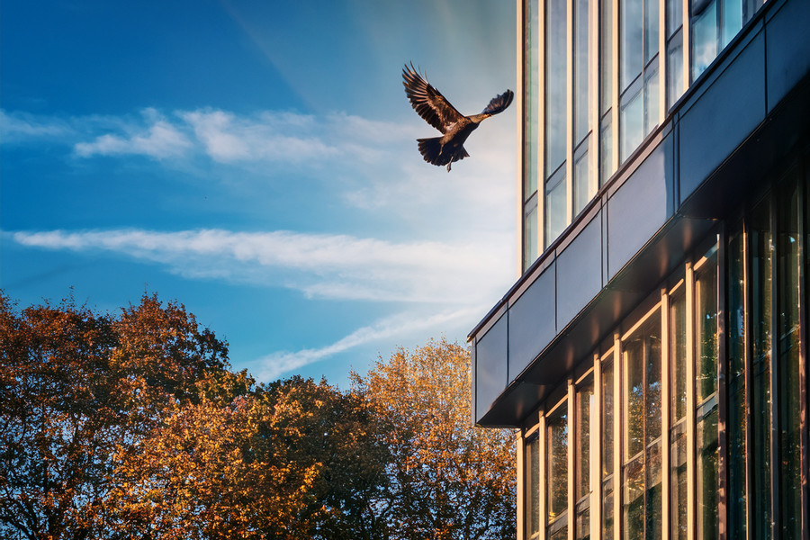 Wildlife-friendly glazing01