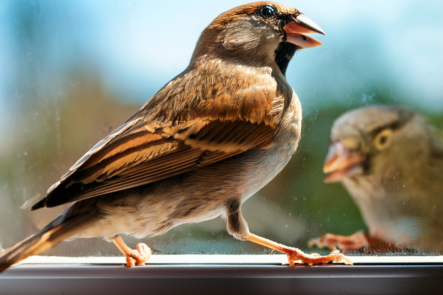 Wildlife-friendly glazing02
