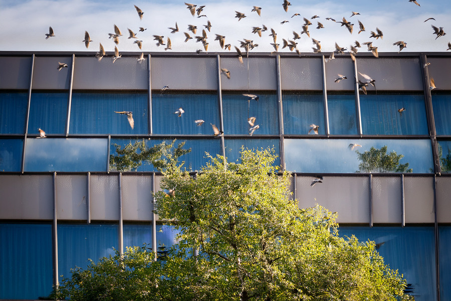 Wildlife-friendly glazing03