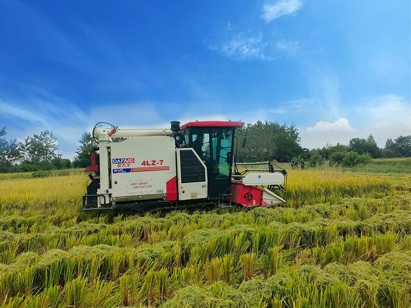 Gold Dafeng 4LZ-7 Reiserntemaschine – Die beste Wahl für Reisfelder in Tansania