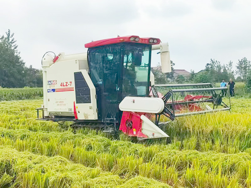 Guide d'entretien des moissonneuses-batteuses pour la récolte du riz | Machines agricoles chinoises