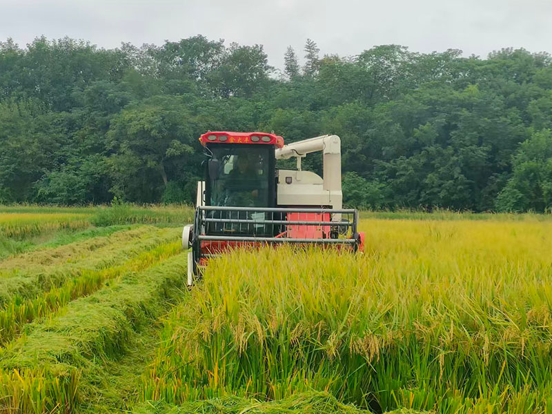 Moissonneuse de riz à chenilles ou à roues pour la rizière