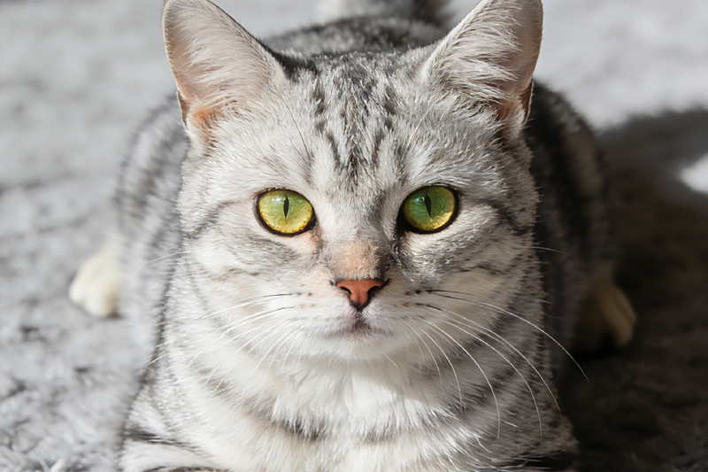 American Shorthair Cat