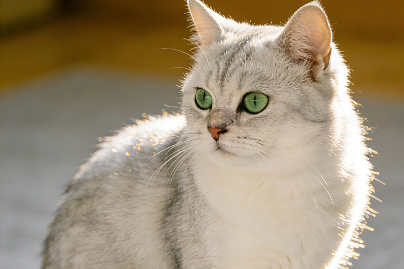 Silver Cat