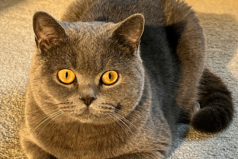 British Shorthair Cat