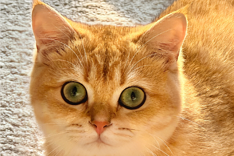 Golden Cat