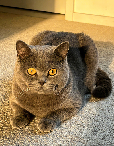 Pet-Tips1.jpg