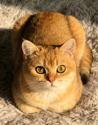 Pet-Tips2.jpg