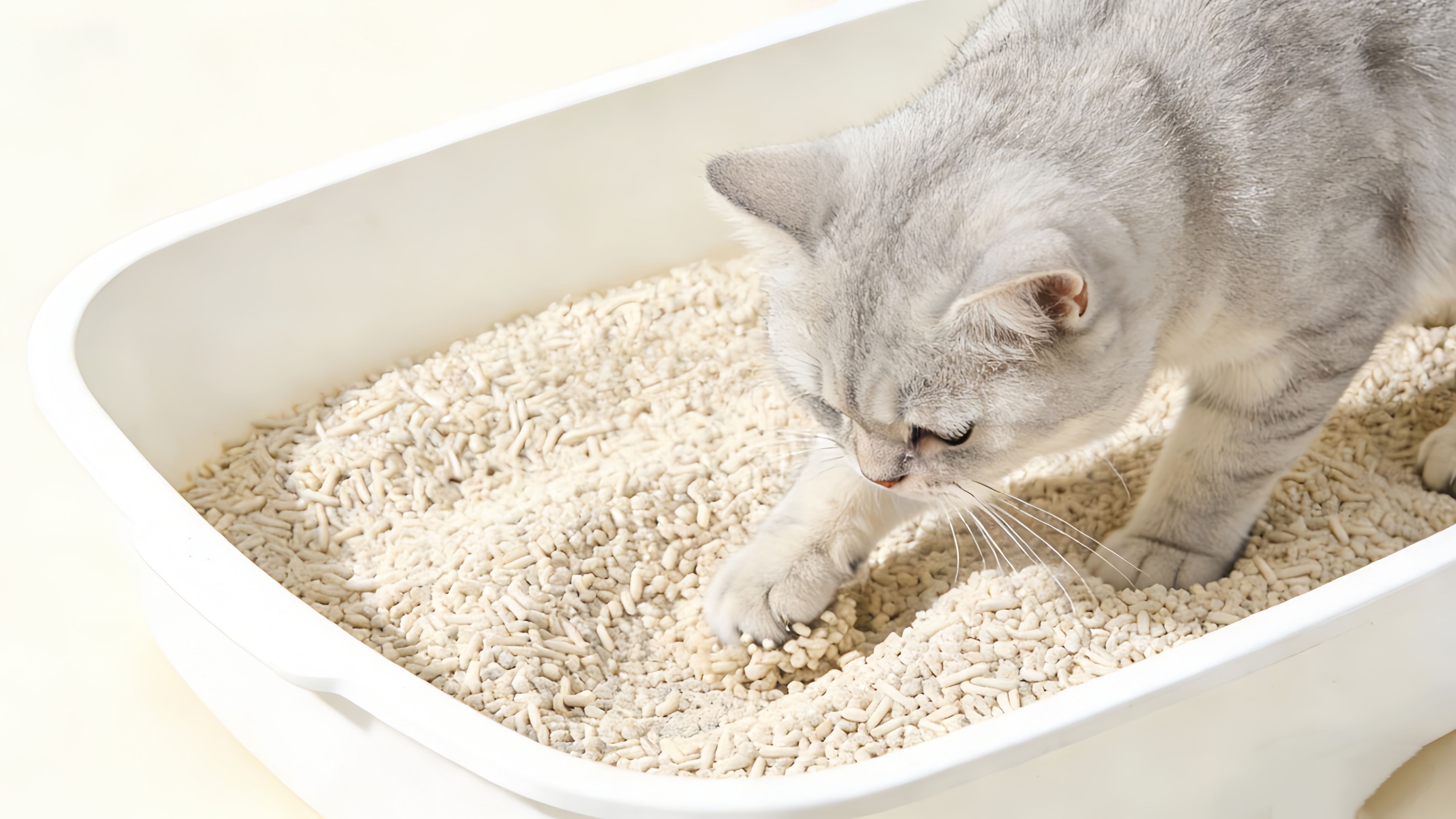 Focus on cat litter to solve the problem of cat odor