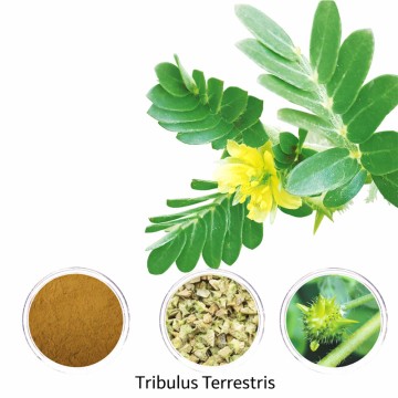 Tribulus Terrestris Extract 10:1 Saponins - High Quality from China Suppliers and Factory for Libido and Muscle Strength