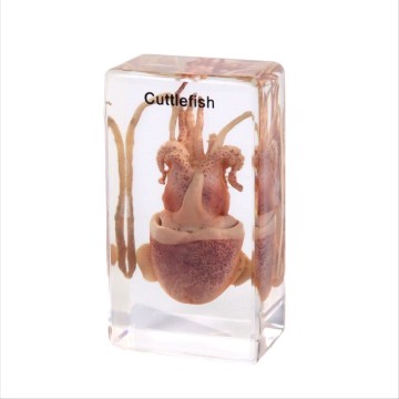 Real Cuttlefish Specimen Resin Block ...