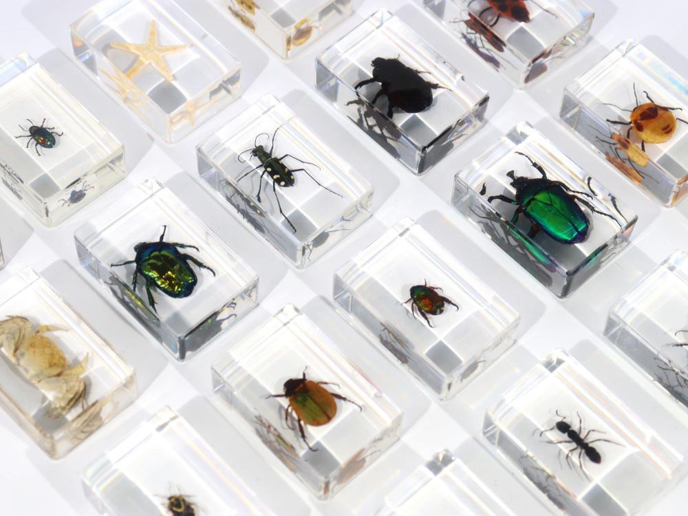 DIY science kit resin specimens
