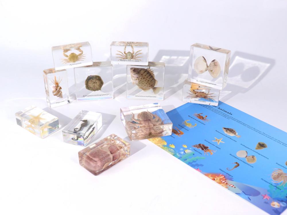 Observation and sorting materials for science kit