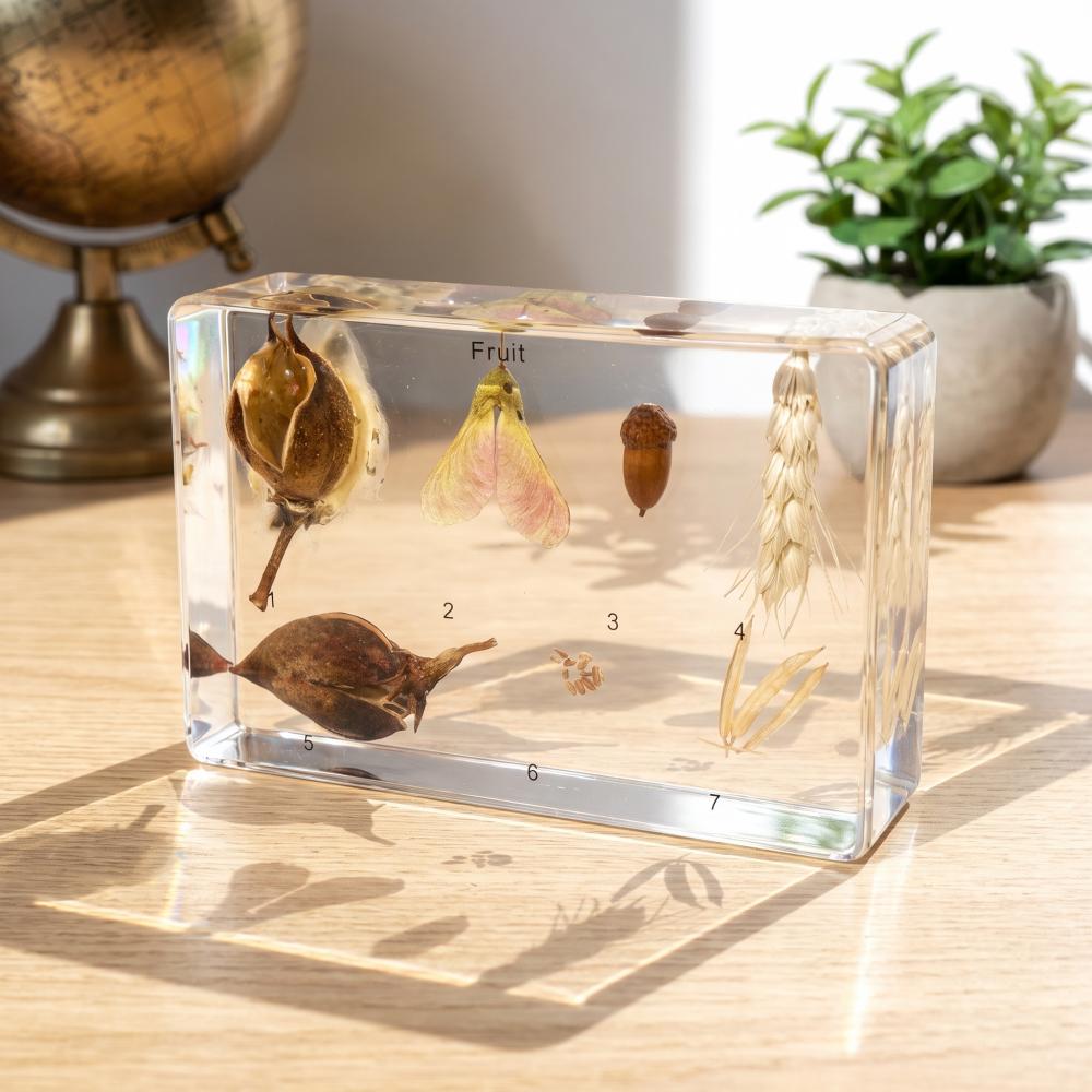 7 Fruit Specimens Resin Kit for Class...