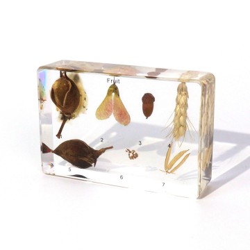 7 Fruit Specimens Resin Kit for Classroom Botany