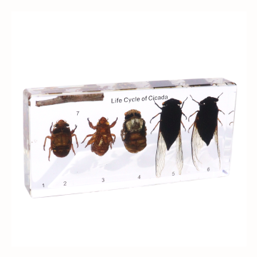 Cicada Life Cycle Resin Specimen for STEM Classroom & Nature Study