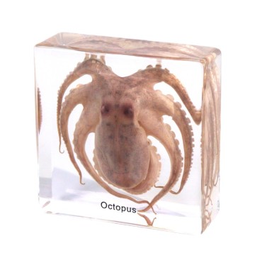 Real Octopus Specimen Resin Block for Biology & Desk Display