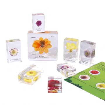 Real Flower Specimens Resin Set for Botany Study & Nature Discovery