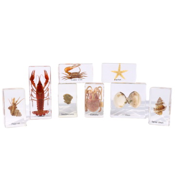Real Marine Specimens Resin Set for Hands-On Science Education