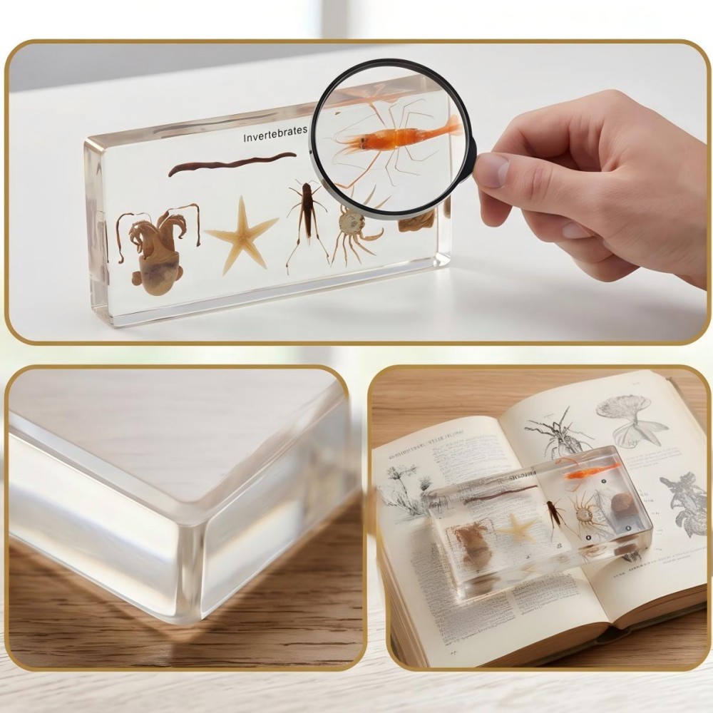 Invertebrate Specimens Resin Block fo...