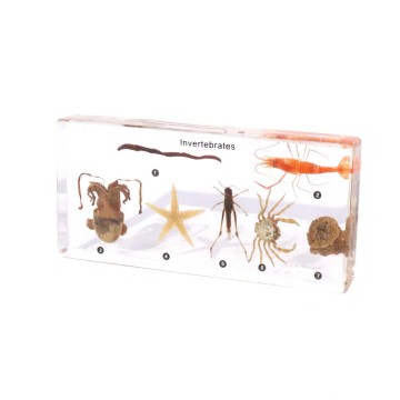 Invertebrate Specimens Resin Block for STEM Learning & Biology