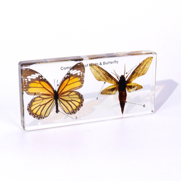 Moth & Butterfly Comparison Resin Block for Entomology & STEM Study