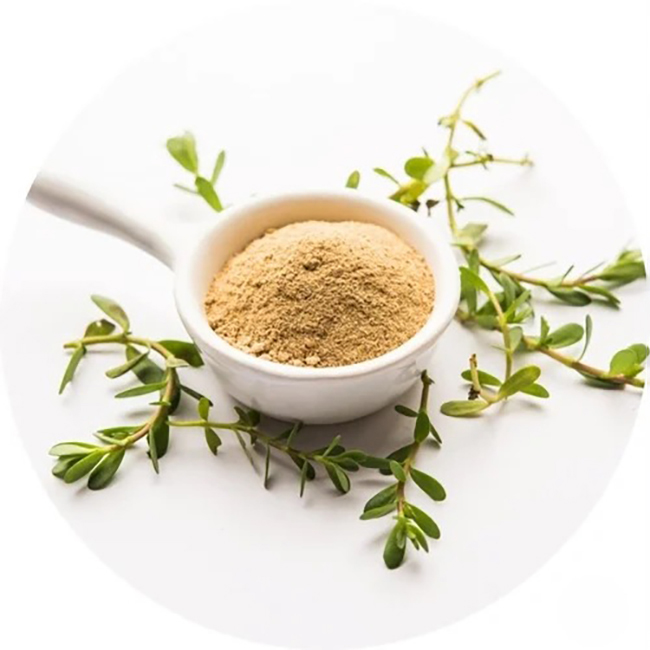 ម្សៅចម្រាញ់ពី Bacopa Monnieri ពីអ្នកផ្គត់ផ្គង់ប្រទេសចិន - សារធាតុចិញ្ចឹមដែលមានគុណភាពពីរោងចក្រដែលអាចទុកចិត្តបាន