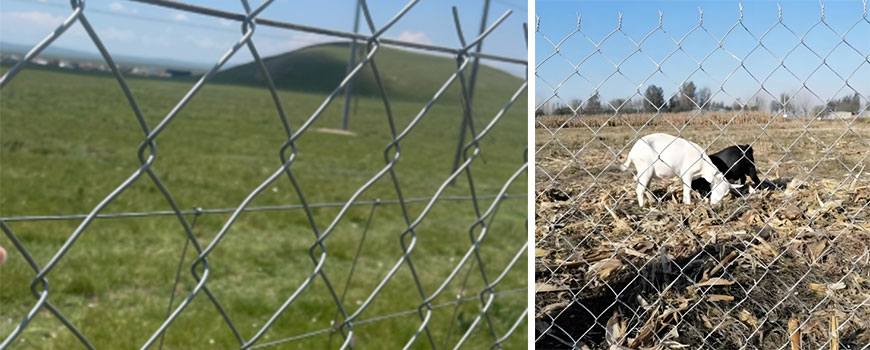 chain-link-fence-Poultry-farming