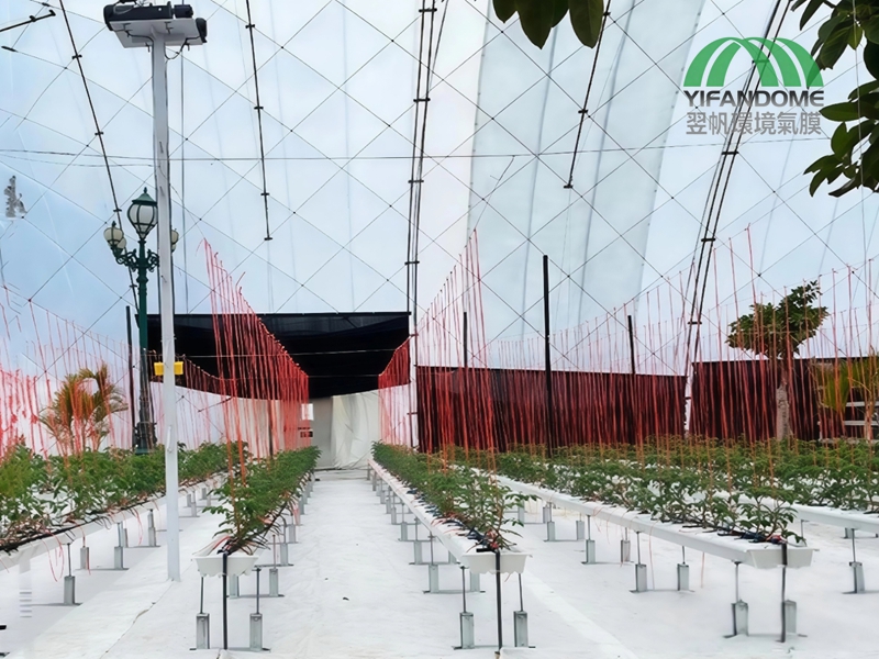 Crops inside the inflatable greenhouse