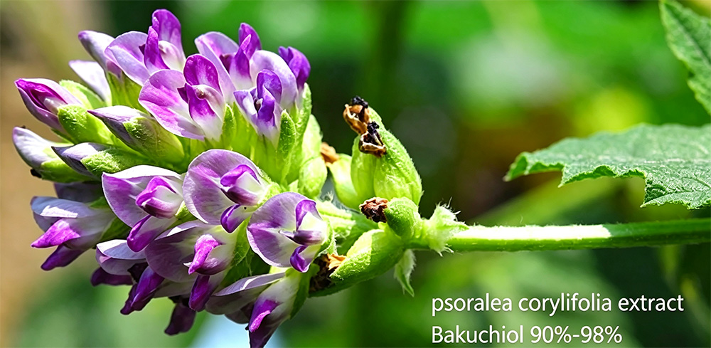 bakuchiol 006.jpg