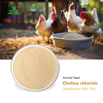 Cloruro de colina de grado alimenticio para animales, mazorca de maíz al 60%, para promover el crecimiento animal.