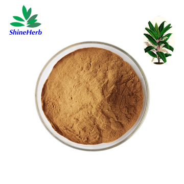 Kacip Fatimah Extract 100: 1 Powder Natural Herbal Extract