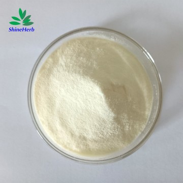 Wholesale Sanchi Panax Root Extract Notoginsenoside