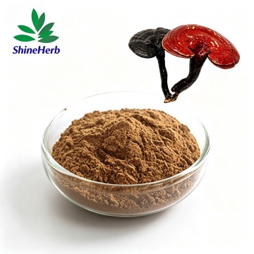 Reishi-Pilzextrakt und Ganoderma-Sporenpulver im Angebot – heiß begehrt!