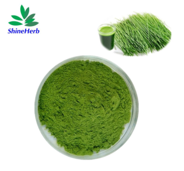 ShineHerb supplies Barley Grass Juice Powder Food Supplement