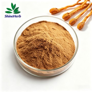 Shineherb供应蛹虫草提取物粉末