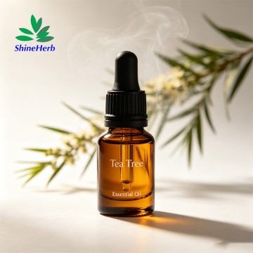 Shineherb Supply Tea Tree Essential Oil For personal‑care formulation