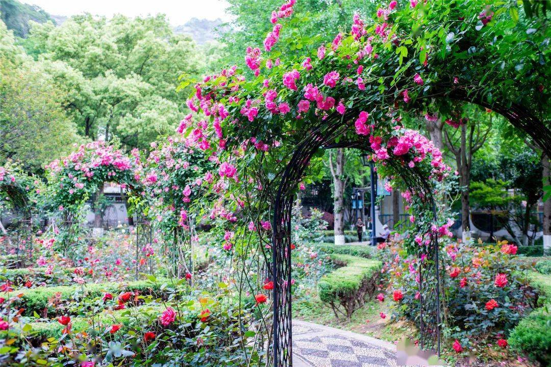 Metal Garden Arch YL-7001