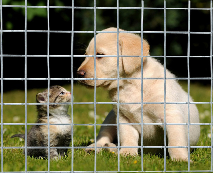 Galvanized Welded Wire Mesh