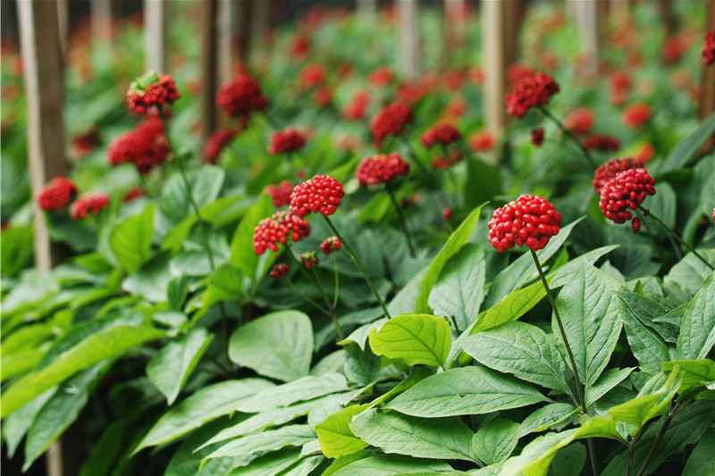 Changbai Mountain Ginseng Plantation Base02