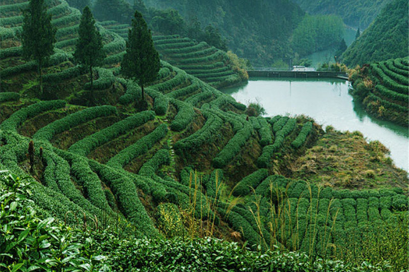 Changbai Mountain Ginseng Plantation Base02