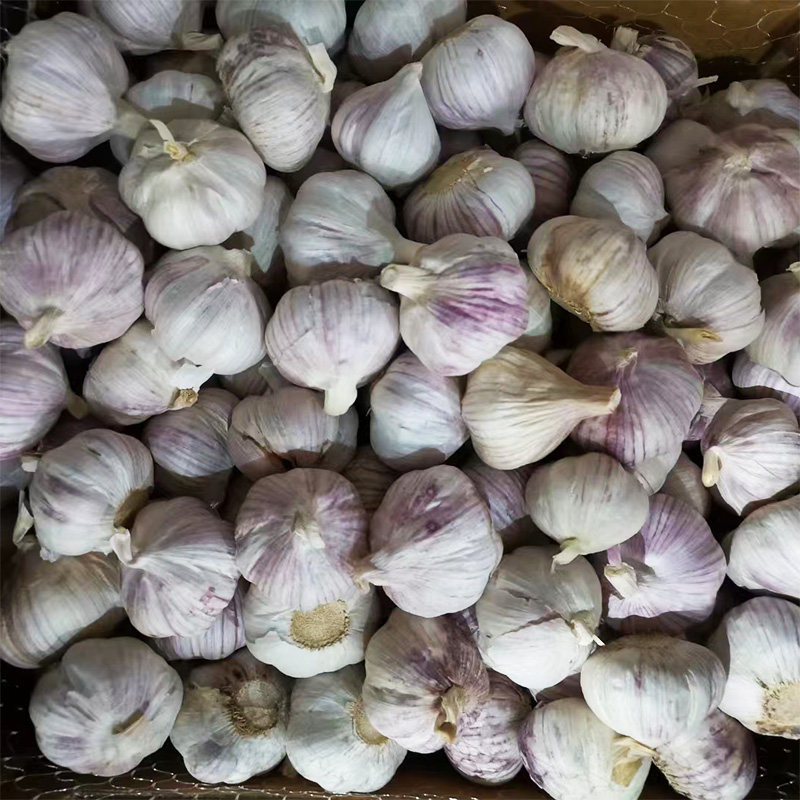 normal white fresh garlicea8